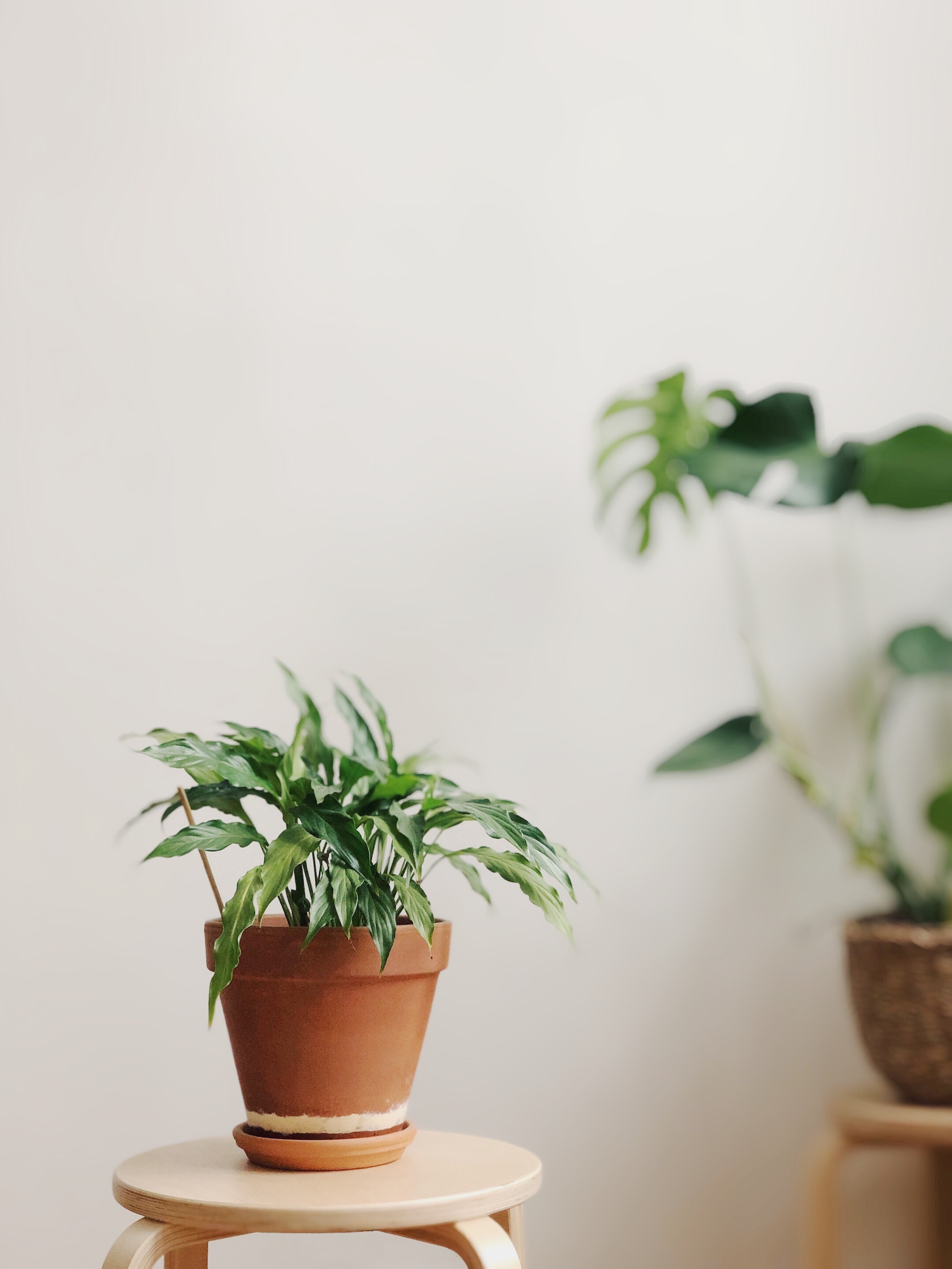 A small plant in a pot standing on a stool