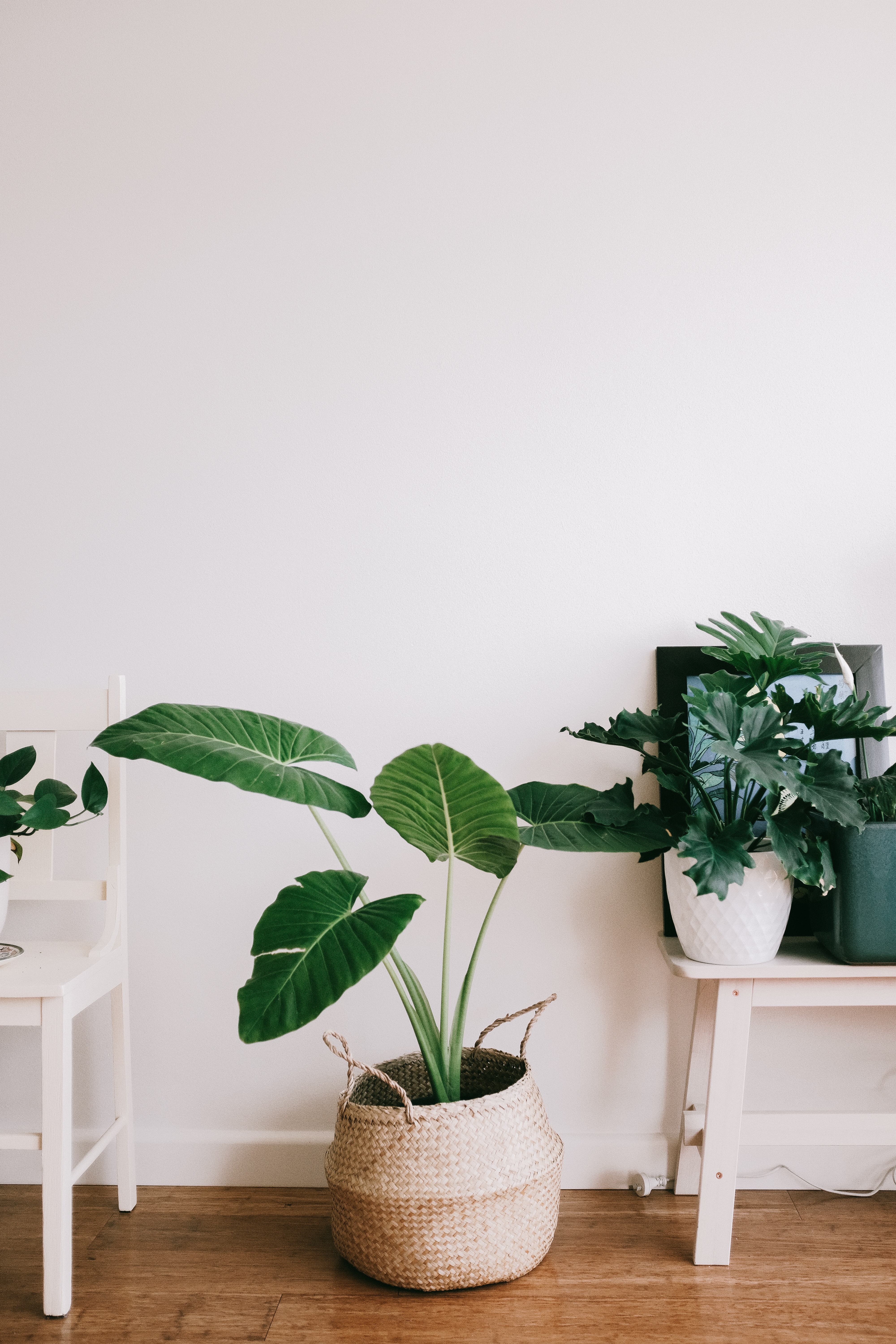 A plant in a basket standing on the floor